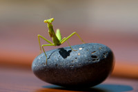 Balanced Curiousity