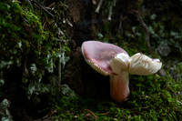 Heard Natural Science Museum 2015 Photo Contest