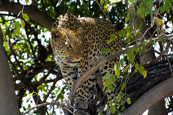 Lady Leopard