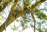 © Suzonne Evans ~ Just Hangin' Out