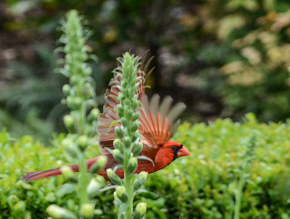 ©Suzonne Evans ~ Ready, Set, Take Off!