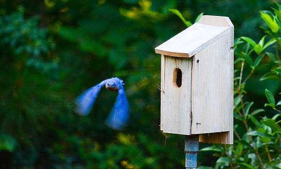 © Suzonne Evans ~ Flying a Blue Streak