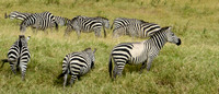 ©Suzonne Evans ~  Stripe, Stripe, Spot