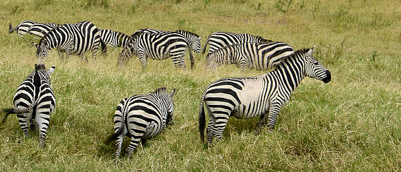 ©Suzonne Evans ~  Stripe, Stripe, Spot