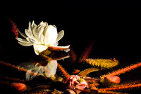 © Suzonne Evans ~ Water Lily Illumination