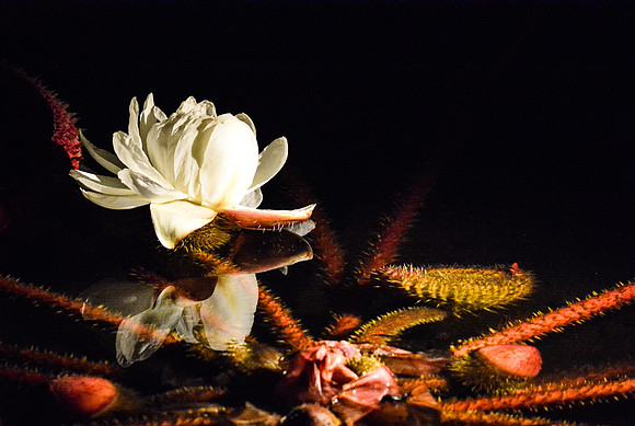© Suzonne Evans ~ Water Lily Illumination