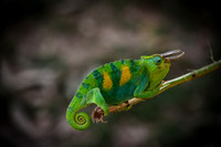 Honorable Mention ~ Animals, Captive © Suzonne Evans ~ Living Color on a Stick