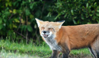 © Suzonne Evans ~ Say "Cheese"
