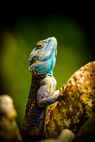 Honorable Mention ~ Animals, Wild ©Suzonne Evans ~ A Study in Blue and Gold