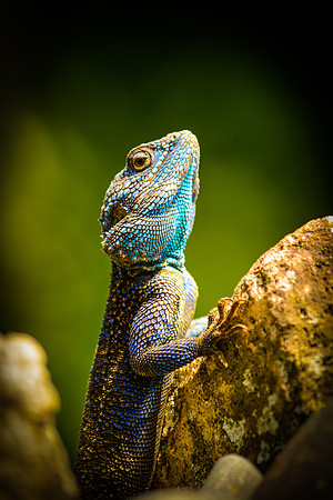 Honorable Mention ~ Animals, Wild ©Suzonne Evans ~ A Study in Blue and Gold