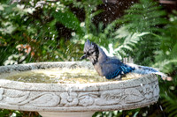 © Suzonne Evans ~ Splish Splash Attitude