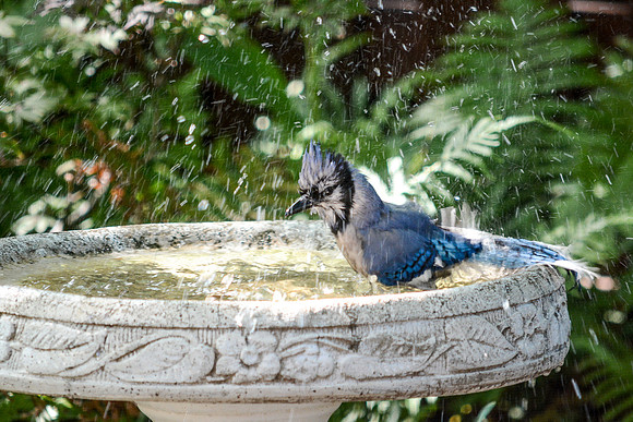 © Suzonne Evans ~ Splish Splash Attitude