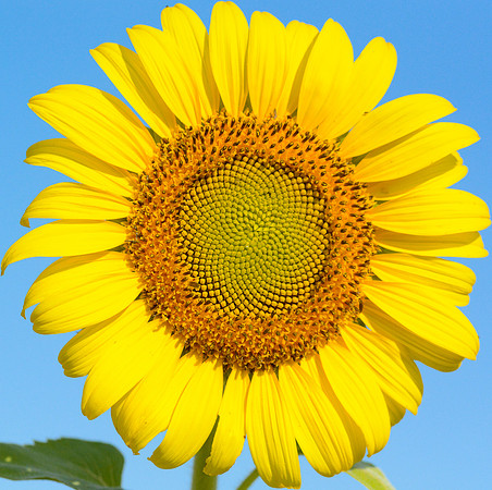 ©Suzonne Evans ~    Fibonacci Flower