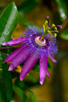 ©Suzonne Evans ~ Floral Color Explosion