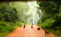 © Suzonne Evans ~  Baboon Rush Hour