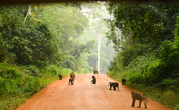 © Suzonne Evans ~  Baboon Rush Hour
