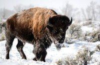 2nd Place ~ Animals, Wild ©Suzonne Evans ~ Baby, It's Cold Out Here!