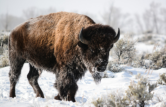 2nd Place ~ Animals, Wild ©Suzonne Evans ~ Baby, It's Cold Out Here!