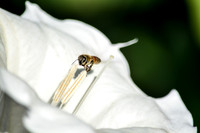 © Suzonne Evans ~ Hovering