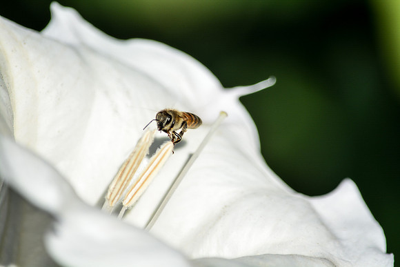 © Suzonne Evans ~ Hovering