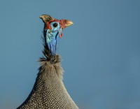 Honorable Mention: Feathered Friends:  A Rainbow Fowl