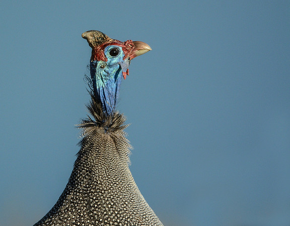 Honorable Mention: Feathered Friends:  A Rainbow Fowl