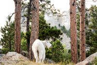 Scenics:  Rushmore Faces