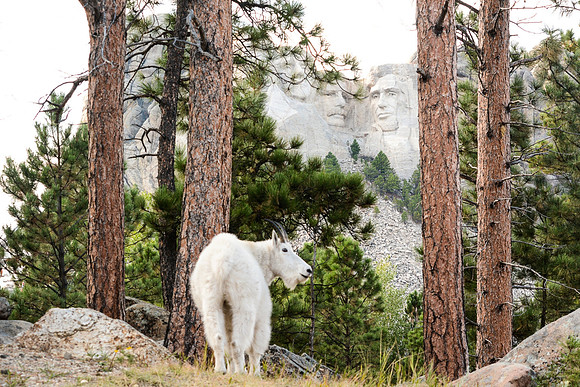 Scenics:  Rushmore Faces