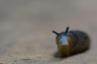 Creepy Crawlies:  Slug Bug!