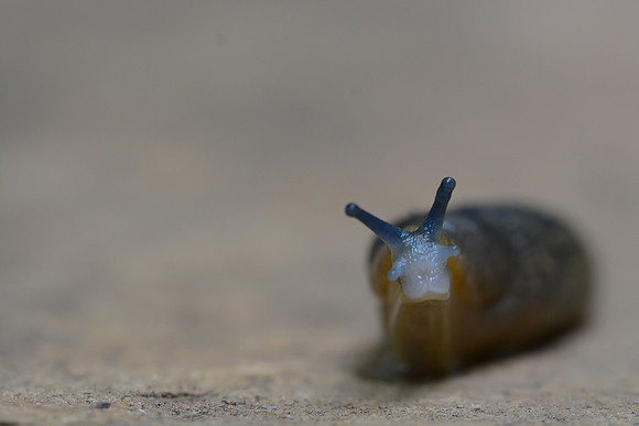 Creepy Crawlies:  Slug Bug!