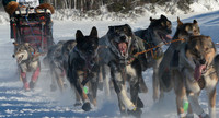 Captive Animals:  Running in the Cold