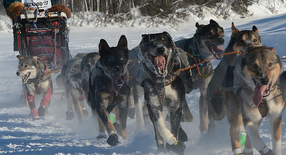 Captive Animals:  Running in the Cold
