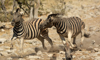 Wild Animals:  Zebra Chase