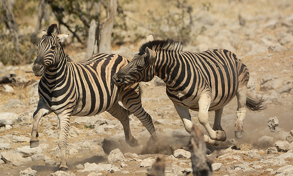 Wild Animals:  Zebra Chase