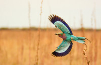 Feathered Friends:  Flying Colors