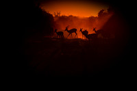 Scenics:  An Impala Sunset
