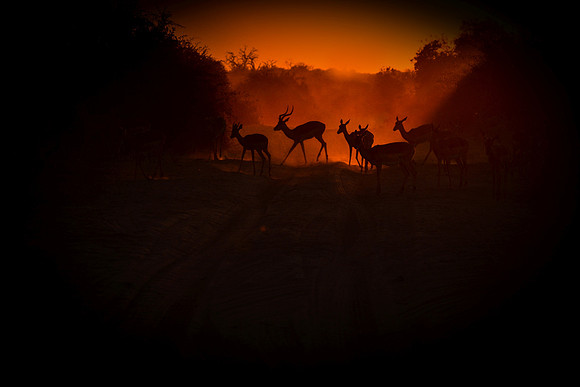Scenics:  An Impala Sunset