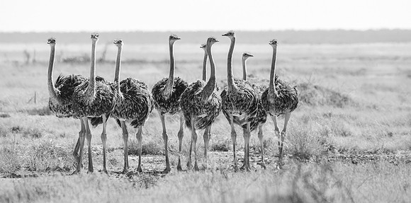 Black & White: An Ostrich Lineup