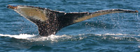 3rd Place: Wild Animals:  Whale Tail Droplets