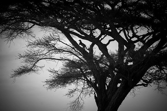 First Place Wild Animals      "Leopard Up a Tree on the Serengeti Plains"