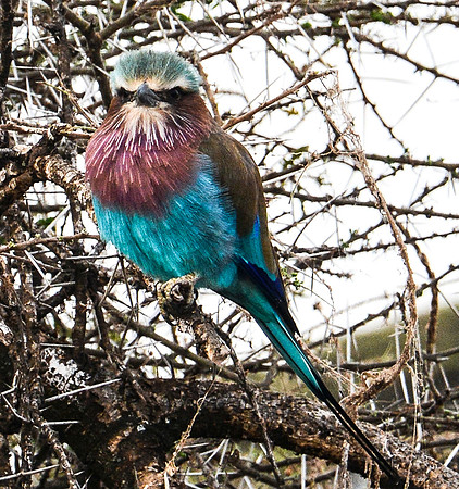Jewel Colors on a Thorny Acacia