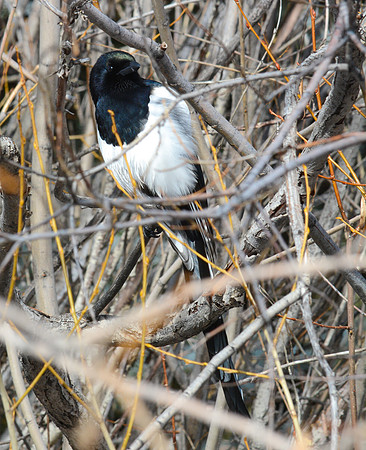 Black-billed Magpie