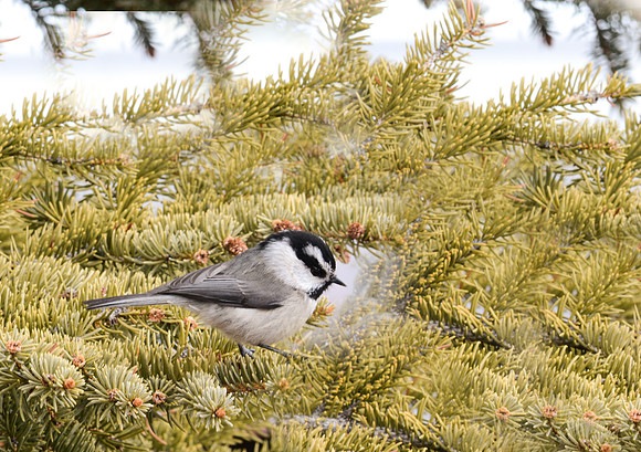 Mountain Chickadee