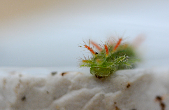 Creepy Crawlies:  Don't Touch Me!