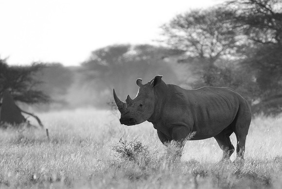 Black and White:  Endangered!