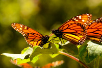 Monarchs